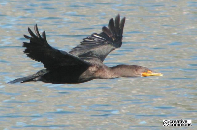 Cormorano diga di montedoglio